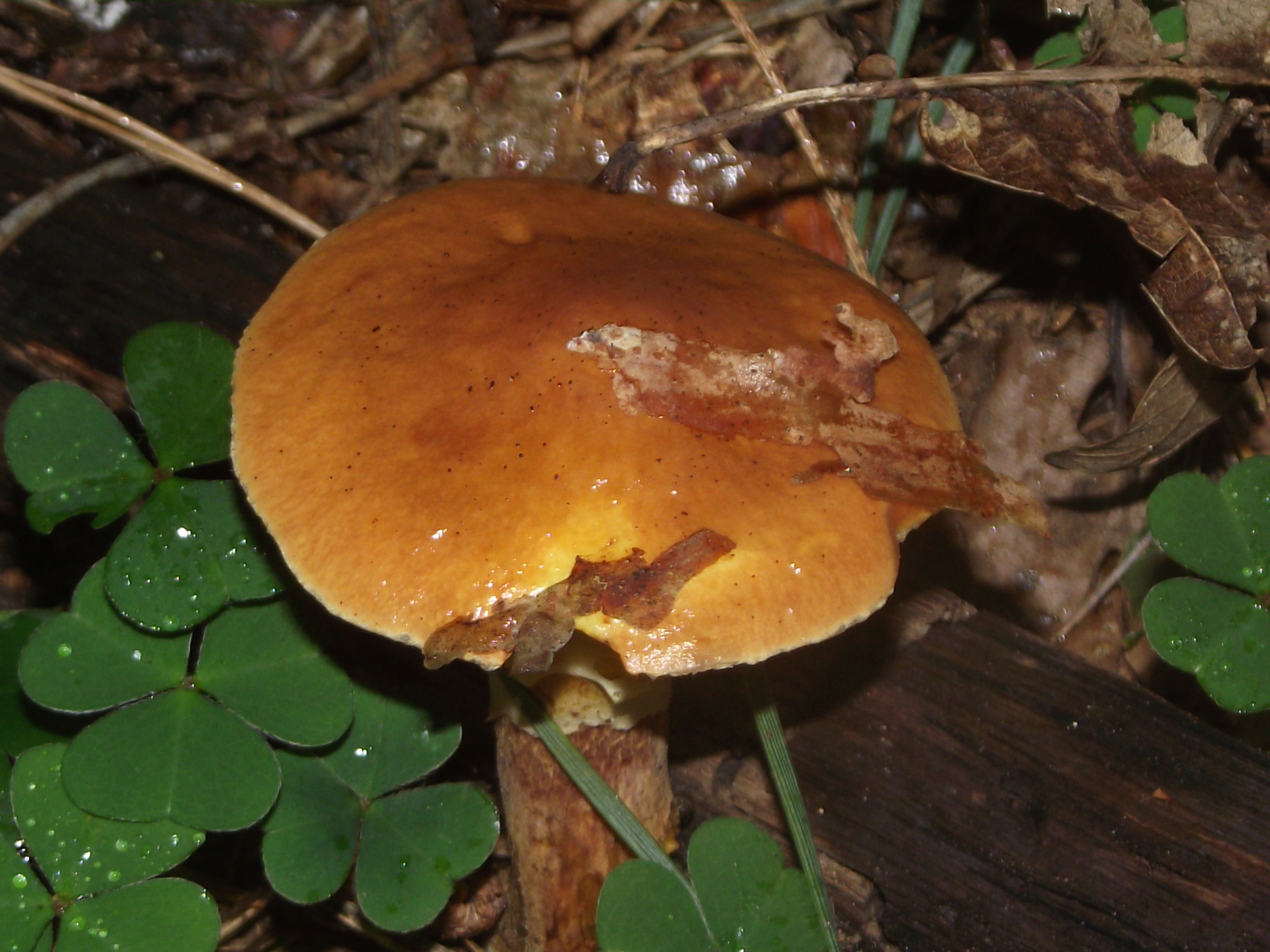 Goldgelber Lärchen-Röhrling